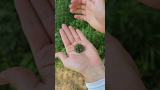 Foraging a natural insect repellent called Yarrow [upl. by Ikim932]