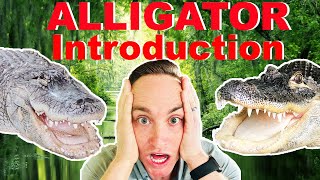 Introducing My Alligators For The First Time [upl. by Lacefield]