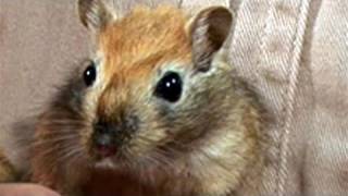 How To Look After Gerbils [upl. by Wimsatt]