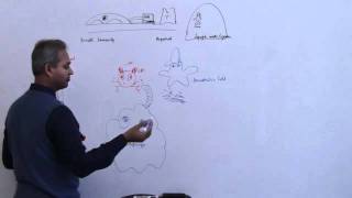 Immunology Neutrophil Lecture 3 Part 11 [upl. by Gnoix]