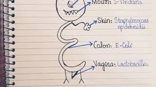 Normal microbial Floraeasy way to remember normal Flora [upl. by Almeeta786]