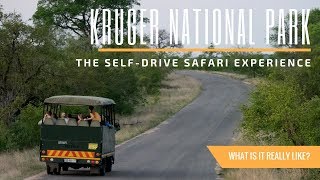 What Its Like to Safari at Kruger National Park in South Africa  A Travel Guide [upl. by Cary]