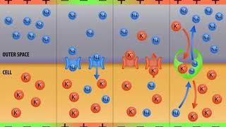 What Is the Difference between Graded Potential and Action Potential [upl. by Yahsal]