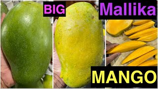 Mallika Mango Large Big size [upl. by Anayek492]