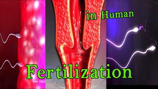 Fertilization 3D Animation [upl. by Karoly]