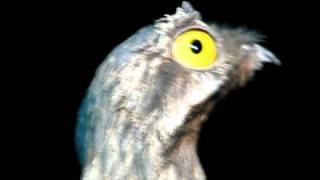 Gray or Common Potoo [upl. by Nylssej]