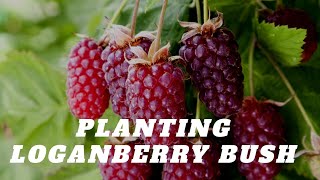 Planting Loganberry bush in a container [upl. by Suivatco]