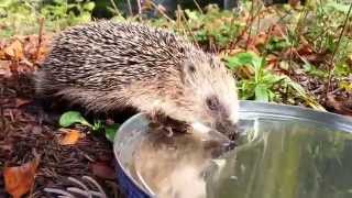 Kleiner Igel trinkt Wasser aus einem Blatt Full HD [upl. by Noland]