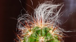 Old Man Of The Andes  Oreocereus celsianus Just For Fun [upl. by Aneladgam]