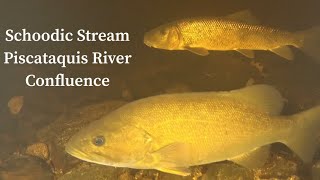 Underwater Drone Footage at Schoodic Stream and Piscataquis River Confluence [upl. by Nehr127]