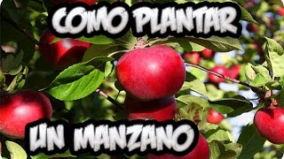 Como Plantar Un Frutal Manzano  Vergel Organico  La Huertina De Toni [upl. by Emmery]