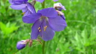 Blaue Himmelsleiter Polemonia caeruleum Eine Diaschau von Karin und Wolfgang Schmökel [upl. by Arthur]