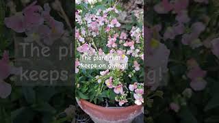 Nemesia  The plant that just keeps going gardening nemesia flowers summer garden plants bosh [upl. by Ettelimay469]