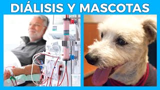 DIÁLISIS Y MASCOTAS 😱 Puedo tener MASCOTAS con Insuficiencia Renal Crónica  Junica IRC [upl. by Deidre]