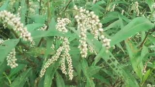 Persicaria lapathifolia known as pale persicaria is a plant of the family Polygonaceae [upl. by Murage809]