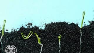 Onion seeds germinating in time lapse [upl. by Odraner]