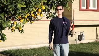 How to Pick Lemons  Instructional Video for Lemon Trees [upl. by Imac60]