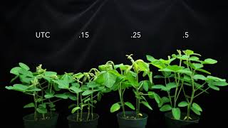 Dicamba SOA 4 on Soybeans 1X time [upl. by Rue43]