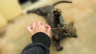 Playful rescued jaguarundi [upl. by Odella]