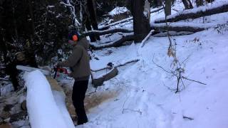 Stihl ms 362 cutting frozen cherry [upl. by Esirehs]