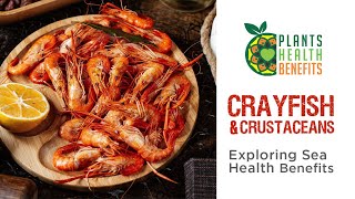 Oceans Healthy Bounty of Crayfish amp Crustaceans [upl. by Bette]