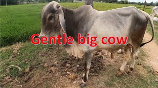 Gentle big cow ​ my activity with my cow [upl. by Ahsinak]