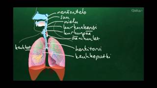 Hengityselimistön anatomia [upl. by Baudin]