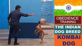 Kombai Obedience Training  completed  VEERA [upl. by Hgieliak356]