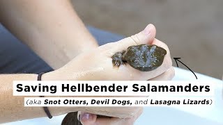 Saving Hellbender Salamanders  Joes Big Idea  NPR [upl. by Manouch]