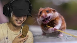 DE MEEST SCHATTIGSTE HAMSTER FILMPJES  Pascal [upl. by Nagirrek127]