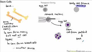 Stem Cells For AQA 91 GCSE Biology and Trilogy Combined Science [upl. by Yeltnarb]