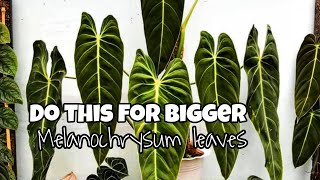 How to make Philodendron Melanochrysum leaves bigger and longer [upl. by Athalie]