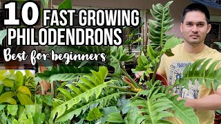 TOP 10 FAST GROWING PHILODENDRONS FOR BEGINNERS  EASY TO CARE PHILODENDRONS  PHILODENDRONS [upl. by Murray148]