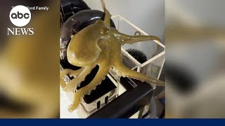 Father and son go viral after their pet octopus gives birth to 50 babies [upl. by Attolrac783]