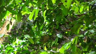 Dark blue tigerCommon Crow butterfly roost at Aralam wildlife sanctuary in Kerala [upl. by Phelia]