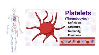 All about Platlates in one minute video clottingofblood platlatsblood thrombocytes facts class9 [upl. by Garv]