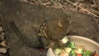 Pygmy Marmoset Callithrix pygmaea or Cebuella pygmaea  Zwergseidenäffchen 3 [upl. by Corwun460]