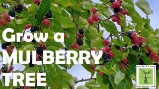 How to grow a MULBERRY TREE from a mulberry [upl. by Canning]