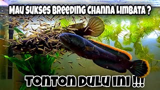 Cara Breeding Channa Limbata  Step by step [upl. by Marinna]