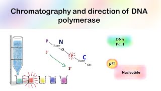 Chromatography and direction of DNA polymerase [upl. by Aylsworth]