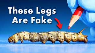 Everything You Didnt Know About Caterpillars [upl. by Garey637]