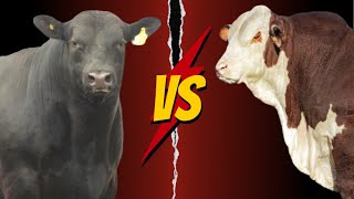 Aberdeen Angus Versus Hereford [upl. by Atiuqcir]