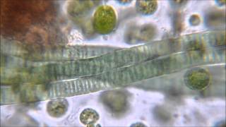 Gliding Motility of Cyanobacteria [upl. by Hertzfeld]