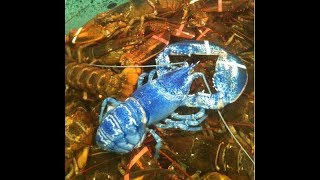 Facts The American Lobster [upl. by Lorimer]