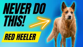 7 Things You MUST NEVER Do To Your Red Heeler [upl. by Attenyl]