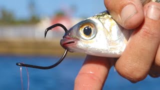 Chasing World’s Craziest Fish Migration Catch amp Cook [upl. by Ycniuqal]