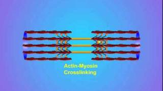 4 ActinMyosin Crosslinking [upl. by Analim388]