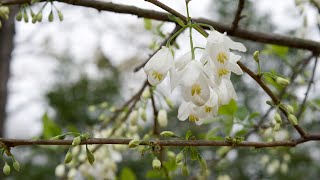 Carolina silverbell Halesia tetraptera  Plant Identification [upl. by Ganiats902]