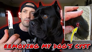 REMOVING My Dogs CYST  Cyst Removal [upl. by Clemen]