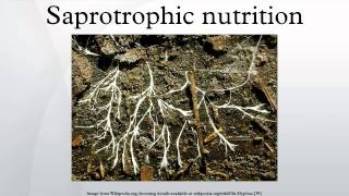 Saprotrophic nutrition [upl. by Nospmas83]